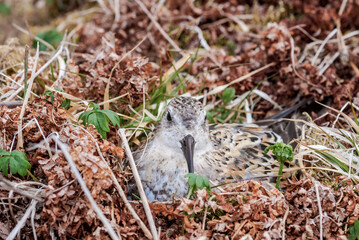 Fototapeta na wymiar Rock Sandpiper (Calidris ptilocnemis) at nest in St. George Island, Pribilof Islands, Alaska, USA