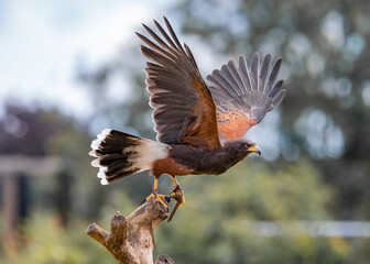 Golden Eagle