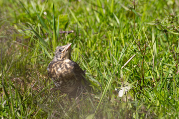 Baby trush bird siting in a grass and watching a flying insect.