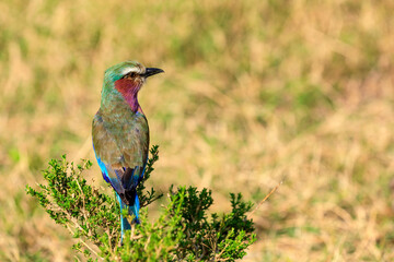 Gabelracke Bienenfresser sitzt auf einem Strauch, Masai Mara in Kenia.