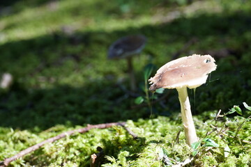 A mushroom on the forest floor with copy space colour photo.