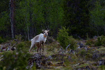 Obraz na płótnie Canvas Young reindeer looking around in a forest clearing.