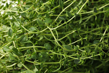 Fototapeta premium Fresh thyme on whole background, close up