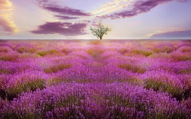 Beautiful lavender field with single tree under amazing sky at sunset