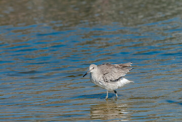 Willet (Catoptrophorus semipalmatus) in Malibu Lagoon, California, USA