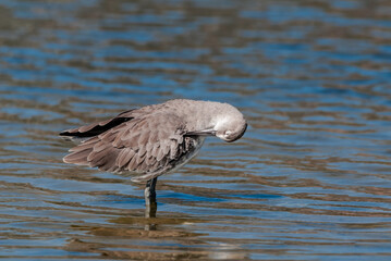 Willet (Catoptrophorus semipalmatus) in Malibu Lagoon, California, USA