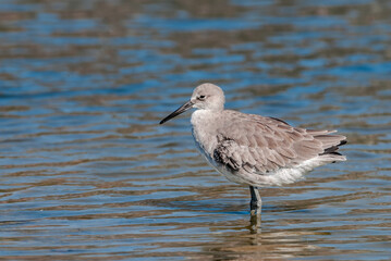 Willet (Catoptrophorus semipalmatus) in Malibu Lagoon, California, USA