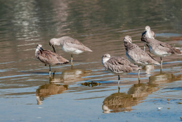 Willet (Catoptrophorus semipalmatus) in Malibu Lagoon, California, USA