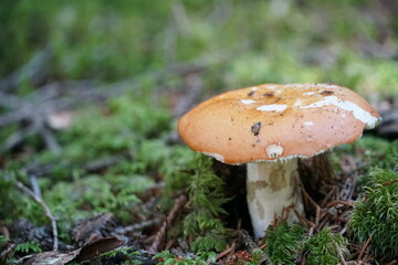 A mushroom on the forest floor with copy space colour photo.