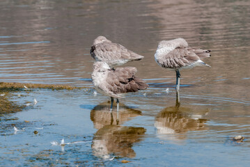 Willet (Catoptrophorus semipalmatus) in Malibu Lagoon, California, USA