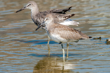 Willet (Catoptrophorus semipalmatus) in Malibu Lagoon, California, USA