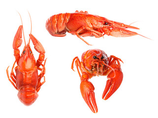 Set of tasty cooked crayfishes on white background