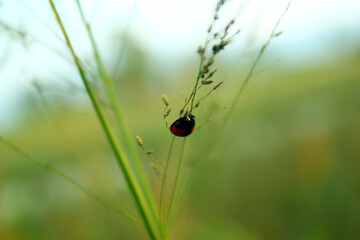 ladybug on a leaf