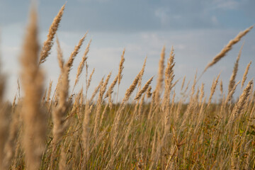 Close-up of yellow grass on a field against a blue-gray sky. The natural background.