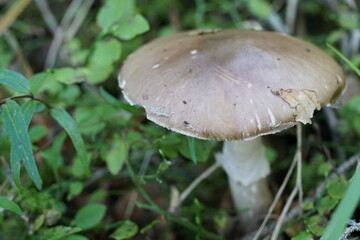 A mushroom on the forest floor with copy space colour photo.