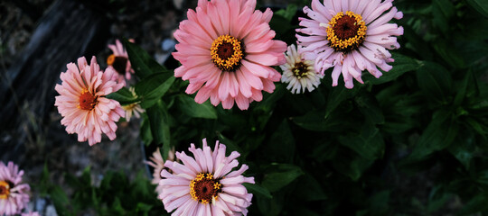 Pink Zinnia flowers in garden close up.