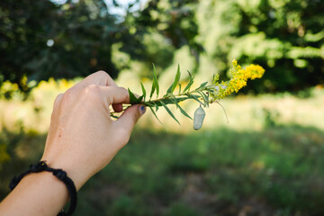 hand holding a butterfly chrysalis