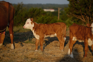 Hereford calf with beef herd on farm during summer morning.
