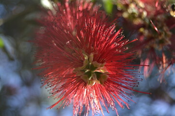 callistrmo rigidus