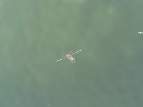 Notonecte ou abeille d'eau (Notonecta maculata) nageant sur le dos et venant respirer &agrave; la surface