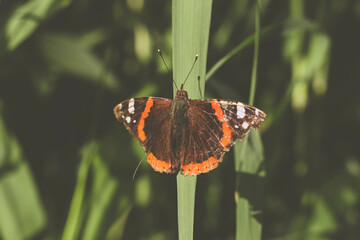 Mariposa en la hoja de una planta