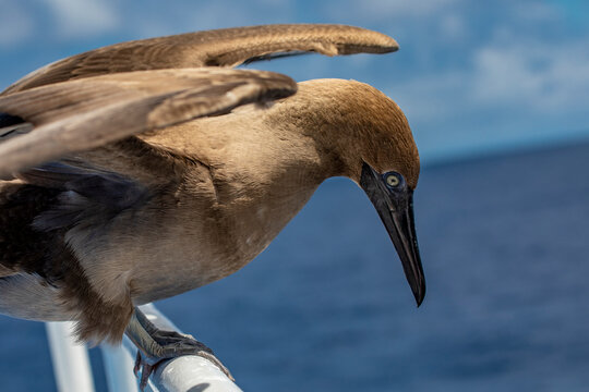 A booby stand on boat