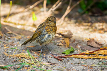 European Robin, (Erithacus rubecula), young juvenile bird, stands on ground in garden in Ireland. Red orange breast color appears after first moult. Front view, selective focus, blurred background