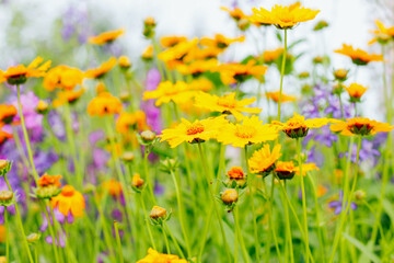 Fototapeta premium Garden flowers close up. Screensaver, desktop wallpapers.