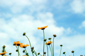 Garden flowers close up. Screensaver, desktop wallpapers.