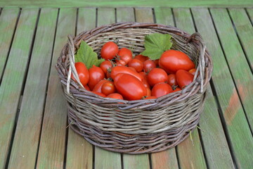 tomatoes in basket