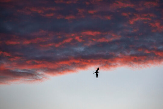 A frigatebird flying under red cloud in sunset
