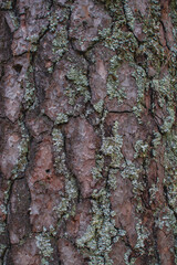 Texture of a tree trunk