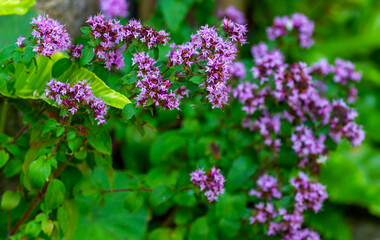 Pink wild marjoram flowers,  Origanum vulgare. blooming during summer in garden in Ireland. Background of green leaves and flora