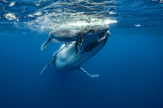 Humpback whale mom and calf under surface