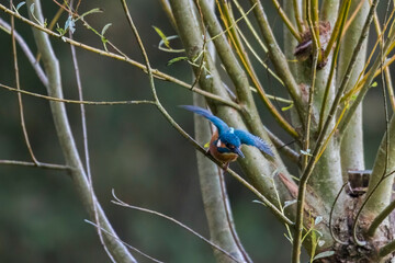 Kingfisher on a branch in the forest