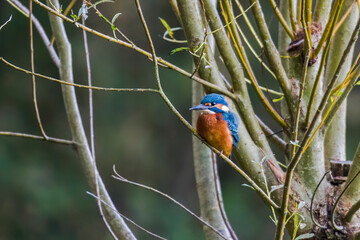 Kingfisher on a branch in the forest