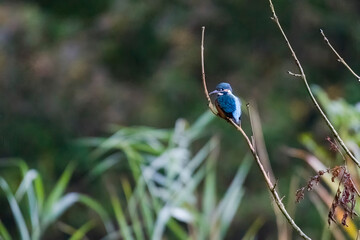 Kingfisher on a branch in the forest