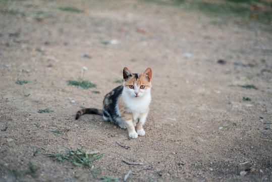 kitten