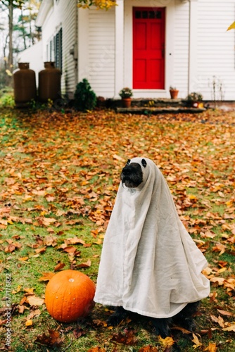 dog looking like a ghost on halloween