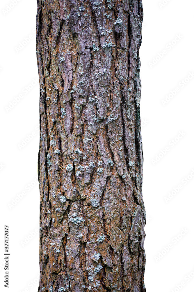 Poster tree trunk isolated on white background