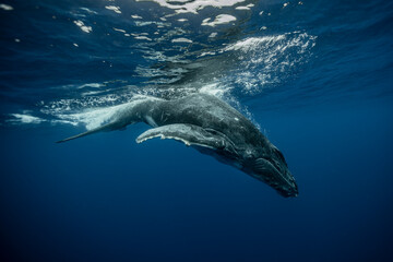 Humpback whale calf diving