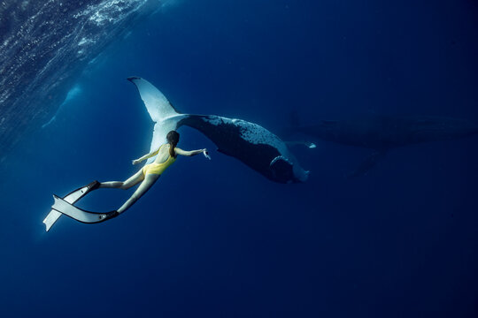 A female free diver swimming with humpback whales