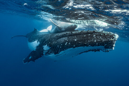 Humpback whale mom and calf under surface