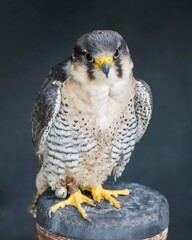 Peregrine Falcon Pose