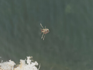 Notonecte maculée ou abeille d'eau (Notonecta maculata)
