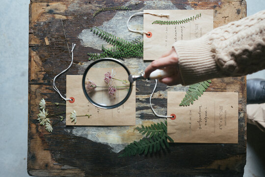 Herbarium On The Table With Paper Tags