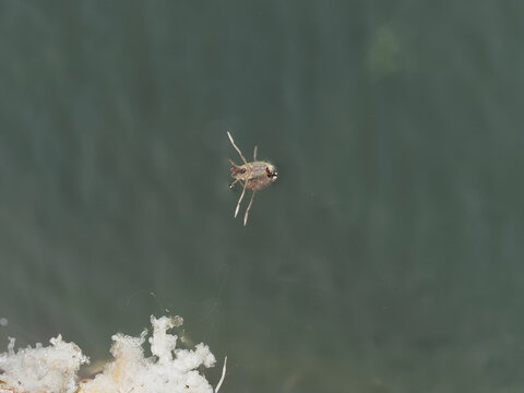 Notonecte macul&eacute;e ou abeille d'eau (Notonecta maculata)