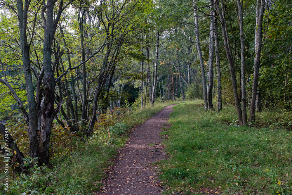Poster path in the evening forest in the evening. horizontal frame