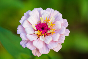 Fototapeta premium close up of a pink flower