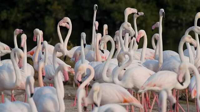 HD Wildlife Videos, Flock of Flamingos at Ras al Khor Wildlife Sanctuary, a Wetland Reserve in Dubai, United Arab Emirates, Flamingos Videos.
